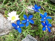 Alpenblumen aus der Bergwelt Kärntens