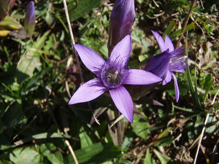 Lila Blume mit fünf Blütenblättern